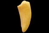 Serrated, Raptor Tooth - Real Dinosaur Tooth #179578-1